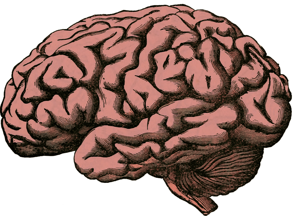 Decorative illustration of a brain.